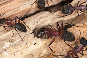 Eugene Carpenter Ant Control - Damage