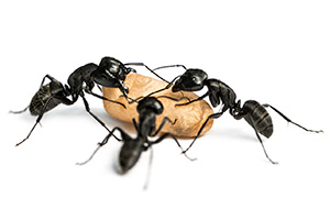 Eugene Carpenter Ant Control - Diet
