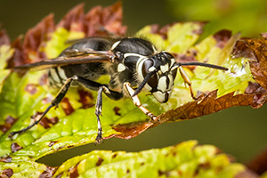 Eugene Wasp Control - Hornets
