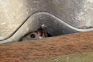 Eugene Mice Control Company - Mouse Hiding