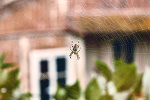 Eugene Spider Control - Home Maintenance