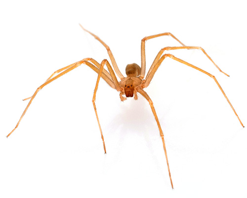 Eugene Spider Control - 